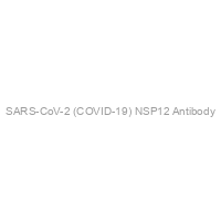 SARS-CoV-2 (COVID-19) NSP12 Antibody
